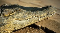 Kopf eines Krokodils mit einem geöffneten Auge. Das Maul ist geschlossen. 