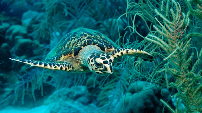 Eine Echte Karettschildkröte schwimmt über Felsen im blauen Meer.