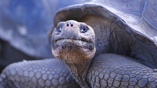 Kopf und Vorderbereich einer Galapagos-Riesenschildkröte.