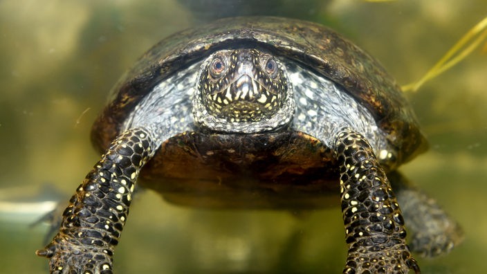 Eine Europäische Sumpfschildkröte mitten zwischen Kräutern in der Natur.