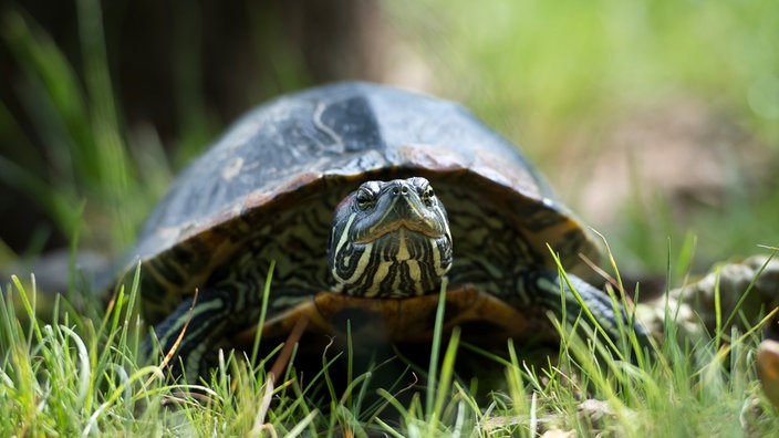 Eine Griechische Landschildkröte auf einem kurz gemähten Rasen. | Bildquelle: dpa/Daniel Naupold Eine Griechische Landschildkröte auf einem kurz gemähten Rasen.