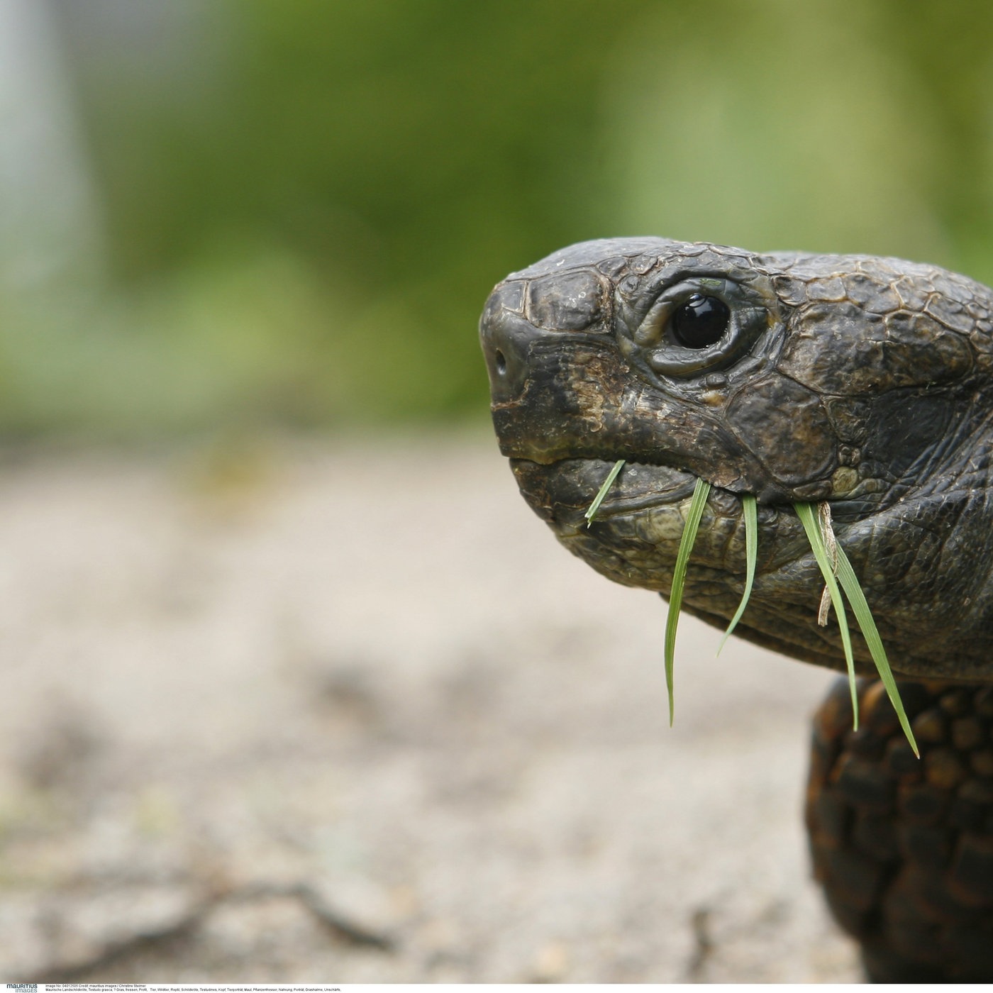 Schildkroten Artgerechte Haltung Reptilien Und Schmuck Natur