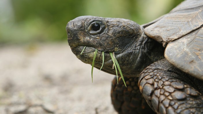 Eine Schildkröte mit Gras im Maul