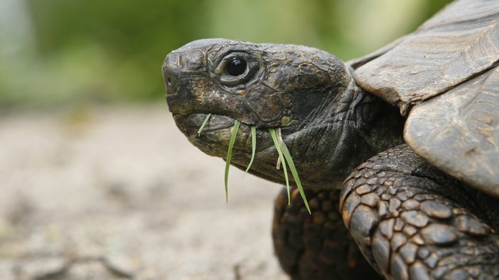 Eine Schildkröte mit Gras im Maul | Bildquelle: WDR/Mauritius/Christine Steimer Eine Schildkröte mit Gras im Maul