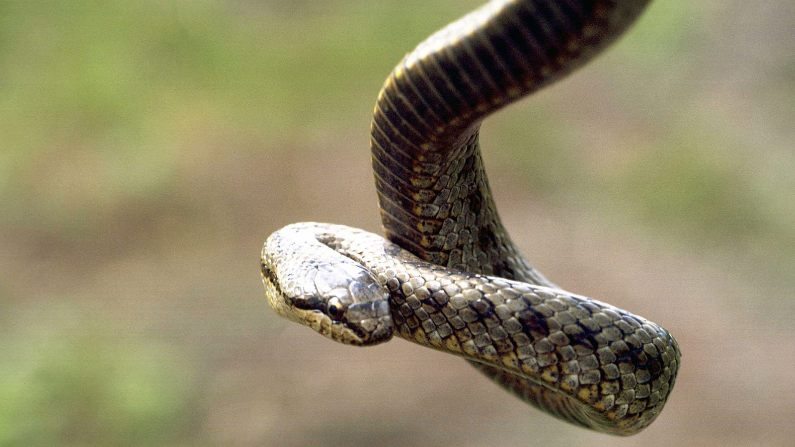 Schlangen: Heimische Schlangenarten - Reptilien und Schmuck - Natur