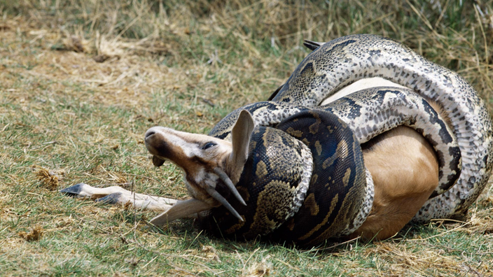 Eine Pythonschlange hat eine Thomsongazelle im Würgegriff | Bildquelle: Mauritius Eine Pythonschlange hat eine Thomsongazelle im Würgegriff