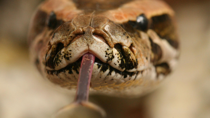 Kopf eines Tigerpythons mit ausgestreckter Zunge
