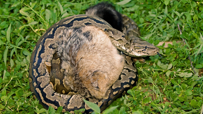 Python im Gras mit verschlungener Beute | Bildquelle: Mauritius Python im Gras mit verschlungener Beute