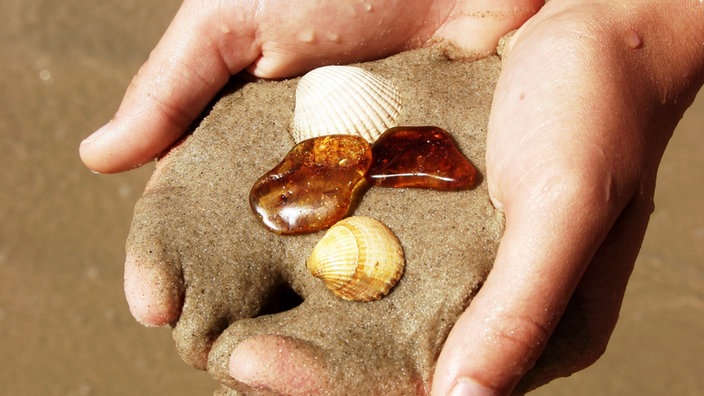 Bernstein und Muscheln am Strand | Bildquelle: WDR / mauritius images images/Nora Frei Bernstein und Muscheln am Strand