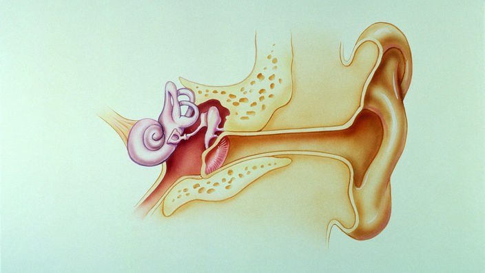Illustration eines menschlichen Innenohrs.