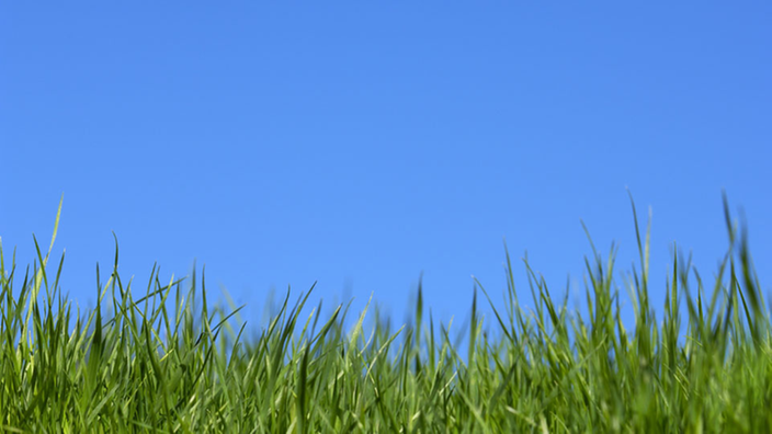 Grünes Gras vor strahlend baluem Himmel. | Bildquelle: Mauritius Grünes Gras vor strahlend baluem Himmel.