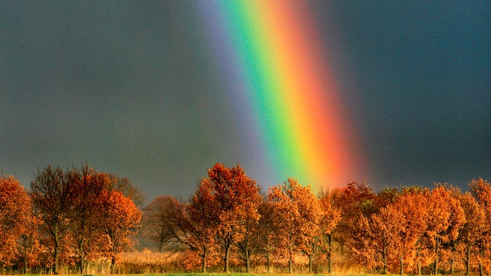 Ein Regenbogen über einem herbstlichen Wald.