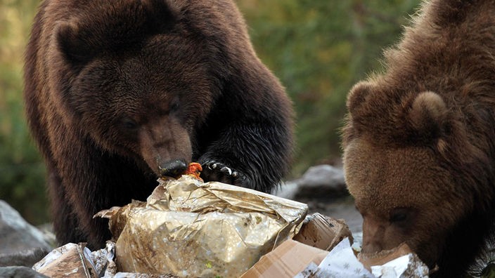 Zwei Bären wühlen im Müll