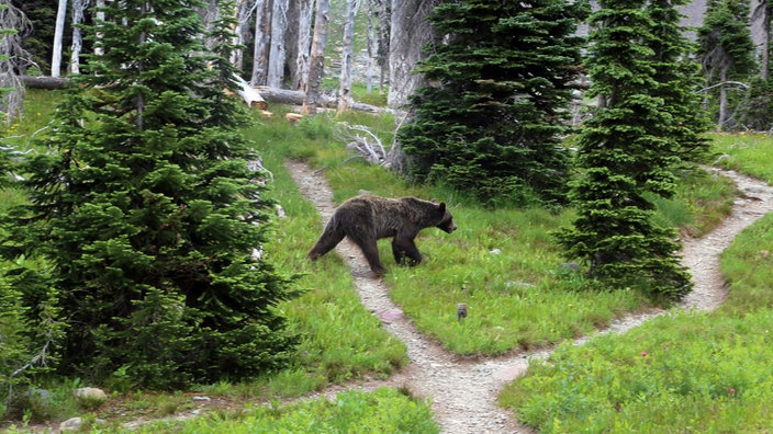 Bär auf einem Wanderweg | Bildquelle: AP/Doug Kelley Bär auf einem Wanderweg