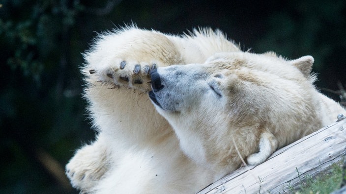 Ein Eisbär wälzt sich in seinem Gehege | Bildquelle: dpa/Paul Zinken Ein Eisbär wälzt sich in seinem Gehege
