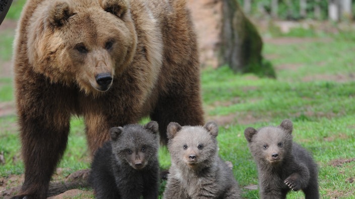 Ein Braunbär mit drei Jungtieren | Bildquelle: dpa/Franziska Kaufmann Ein Braunbär mit drei Jungtieren