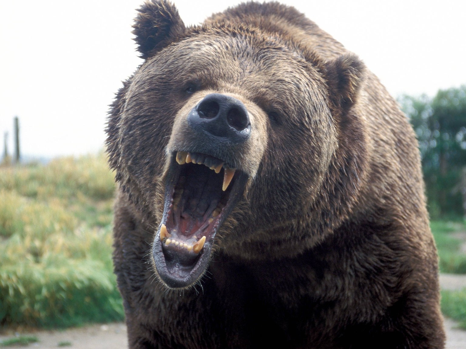 Bär und Mensch: Verhaltensregeln - Tier und Mensch - Natur - Planet Wissen
