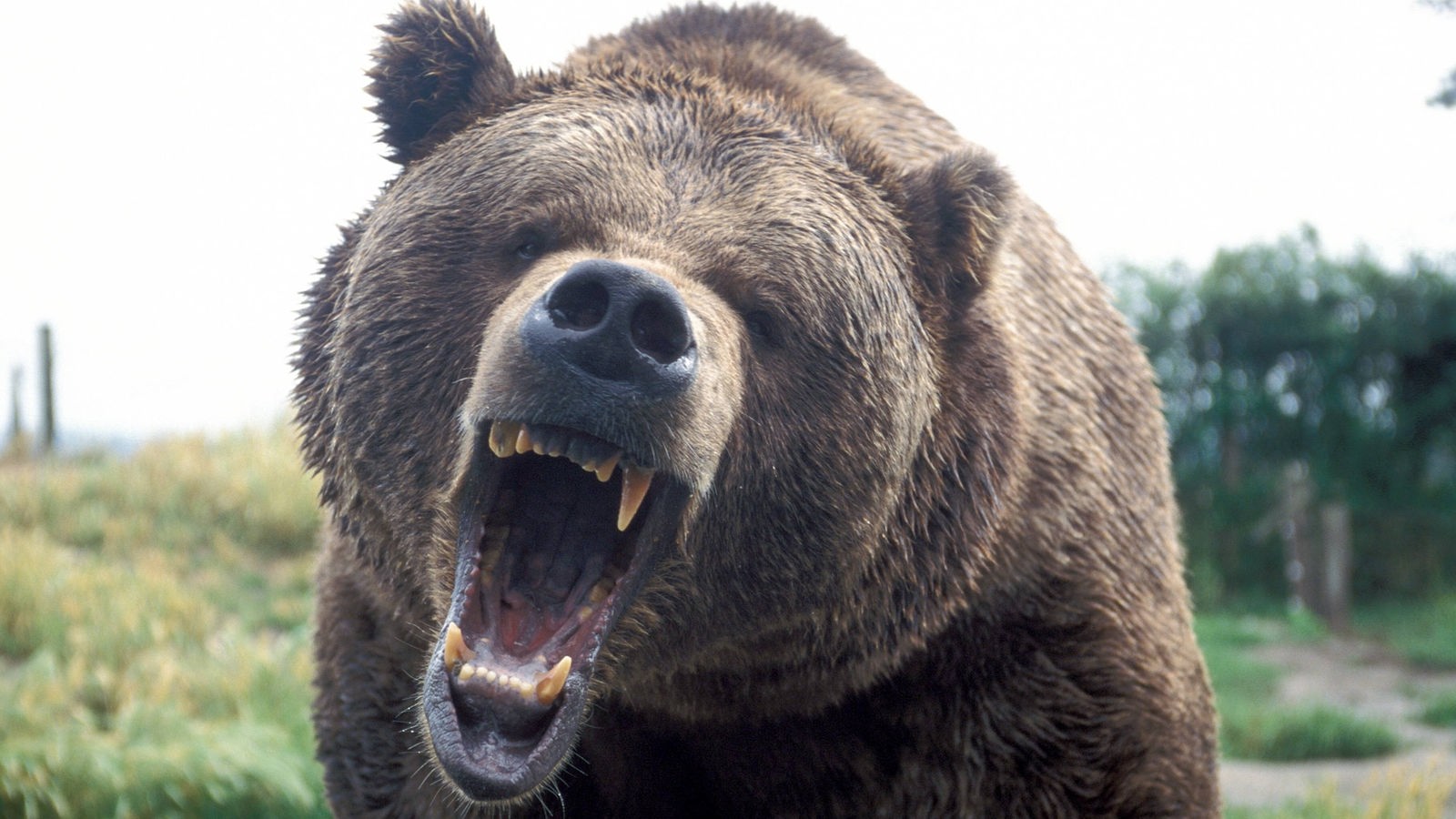 Zähne Bär