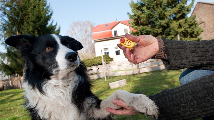 Border Collie gibt Pfote. | Bildquelle: dpa/Klaus-Dietmar Gabbert Border Collie gibt Pfote.