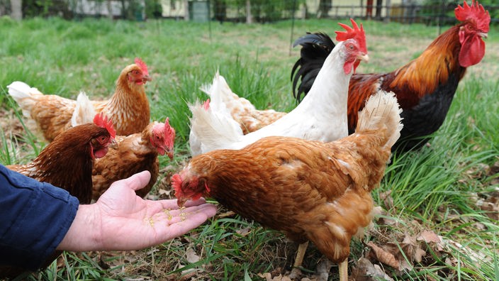 Hühner werden mit der Hand gefüttert
