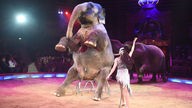 Elefanten machen Kunststücke im Zirkus