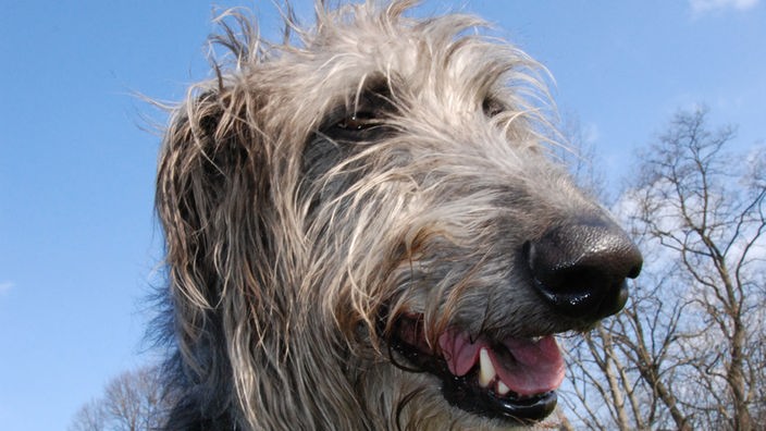 Ein Hund der Rasse Irish Wolfhound.