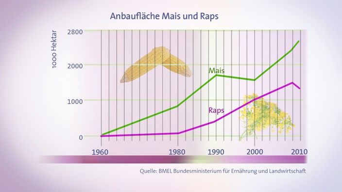 Grafik: Anbaufläche Mais Raps (Grafik SWR)