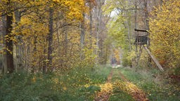 Waldweg mit Hochsitz im Herbst in Deutschland