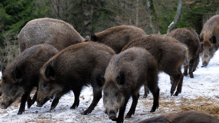 Eine Rotte Wildschweine im winterlichen Wald