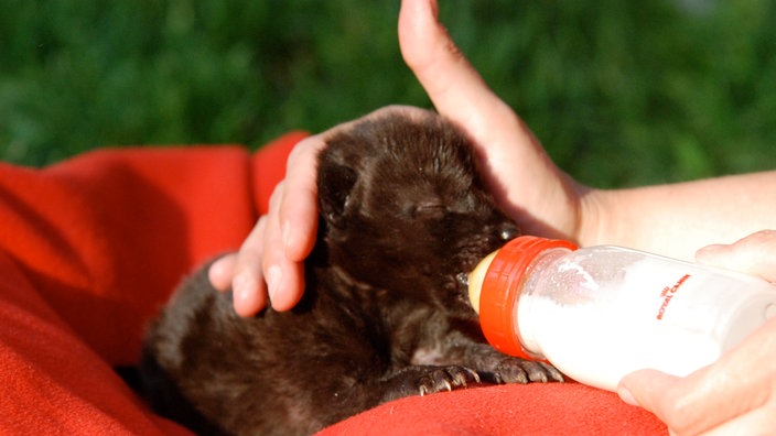 Nahaufnahme eines Wolfswelpen, wie er mit der Flasche gefüttert wird. | Bildquelle: WSC (Wolf Science Center, Ernstbrunn)/ Walter Vorbeck Nahaufnahme eines Wolfswelpen, wie er mit der Flasche gefüttert wird.