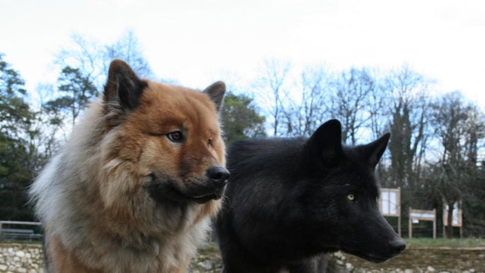 links im Bild eine Eurasier-Hündin und rechts ein schwarzer Wolf.