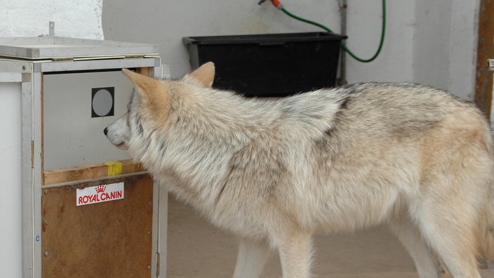 Wolf macht Intelligenztest am Touchscreen | Bildquelle: WSC, Walter Vorbeck Wolf macht Intelligenztest am Touchscreen