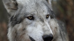 Nahaufnahme von grauem Wolf