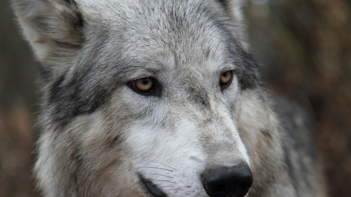 Nahaufnahme von grauem Wolf | Bildquelle: WSC (Wolf Science Center, Ernstbrunn)/ Walter Vorbeck Nahaufnahme von grauem Wolf