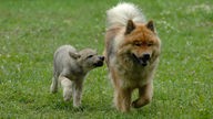 Ein junger Wolf läuft neben einem Hund auf einer Wiese.