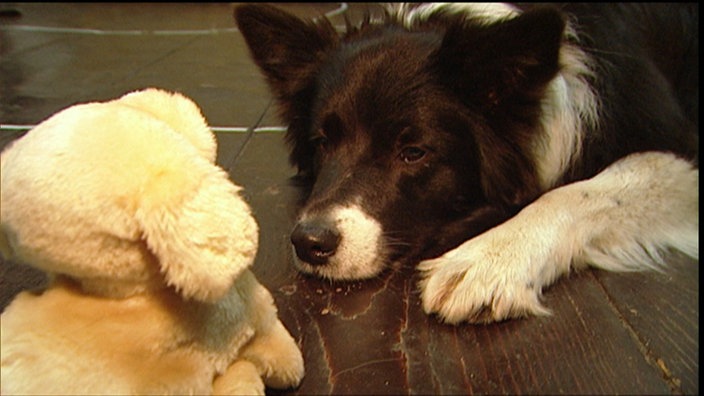 Border Collie liegt vor einem Plüsch-Hund | Bildquelle: BR Border Collie liegt vor einem Plüsch-Hund
