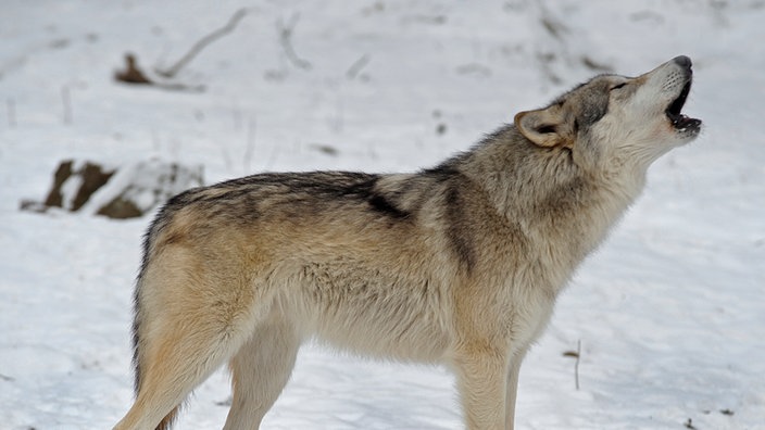 Wolf steht im Schnee | Bildquelle: Walter Vorbeck Wolf steht im Schnee