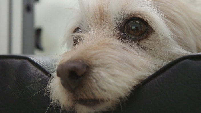 Hund am Eye-Tracker | Bildquelle: Clever Dog Lab/Vetmeduni Vienna Hund am Eye-Tracker