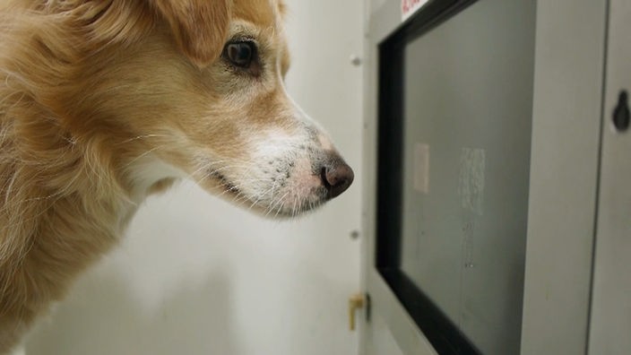 Hund vor einem Touchscreen
