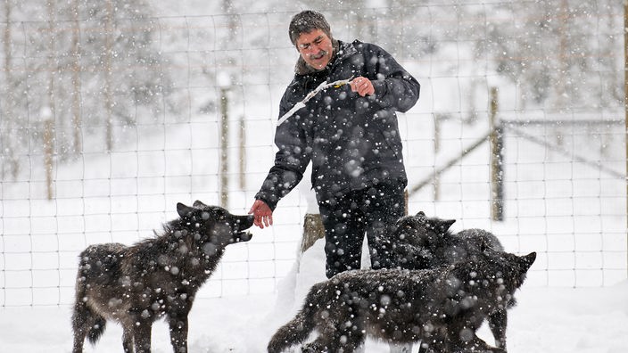 Mann steht bei Wölfen im Gehege bei Schnee
