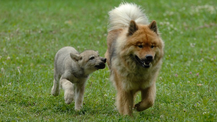 Ein Wolf und ein Hund laufen nebeneinander