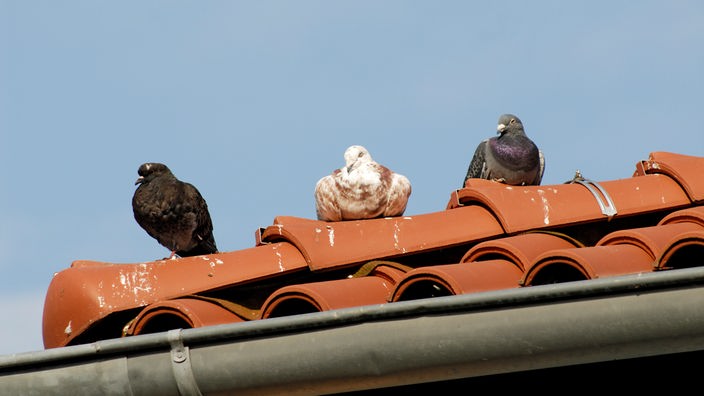 Drei Tauben auf einem Dachfirst.