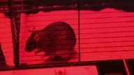 Ratten-Experiment bei Rotlicht
