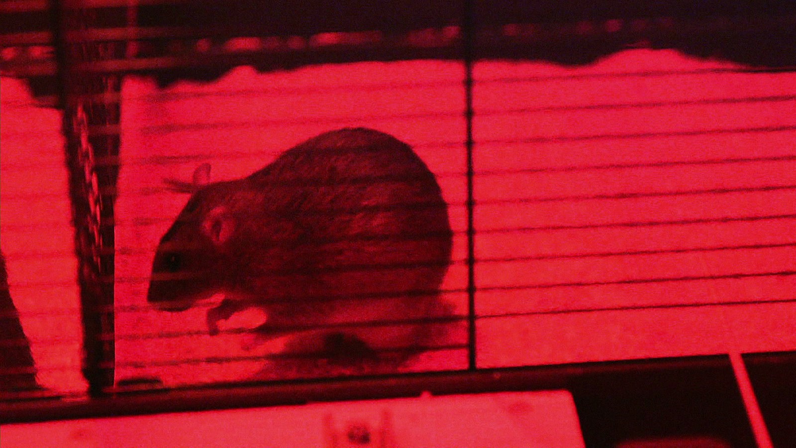 Ratten: Was Sie über Ratten wissen sollten - Ratten - Haustiere