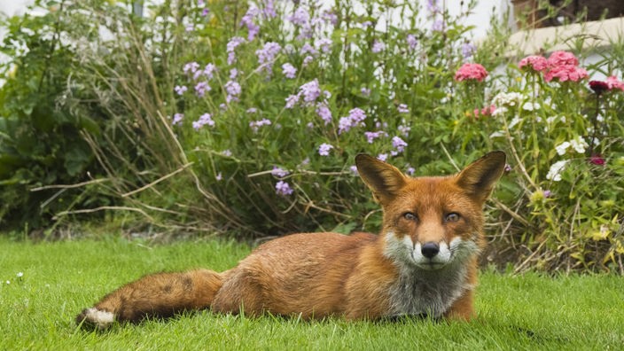 Fuchs sonnt sich im Garten eines Hauses.