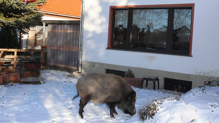 Ein Wildschwein im Garten eines Hauses