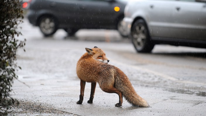 Ein auf der Straße stehender Fuchs