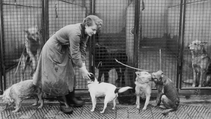 SW-Foto: Frau im Tierheim mit Hunden, 1960er-Jahre 