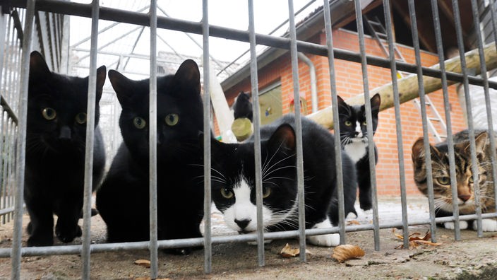 Mehrere Katzen hinter Gittern in einem Tierheim