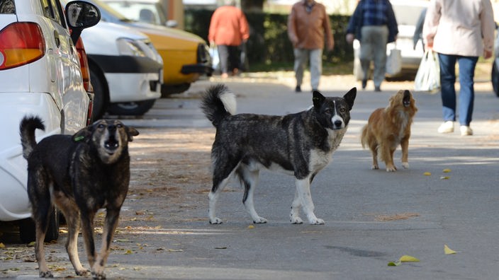 Straßenhunde in Rumänien
